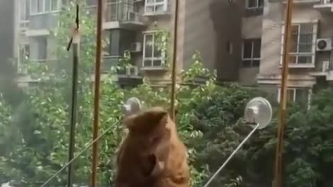 Cats out! Amazing skills # cats # cloud sucking cats # funny cats