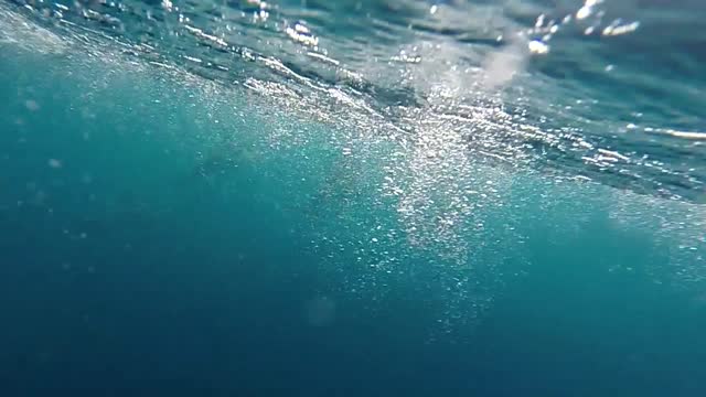 Family Of Dolphins Swimming Near Beach