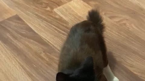 cat and play