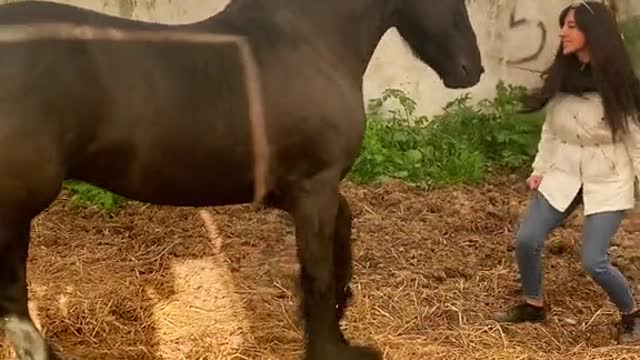 dancing horse clip