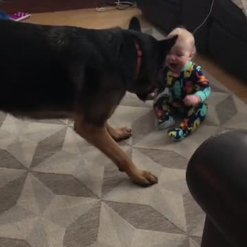 Watch how the dog plays with the child