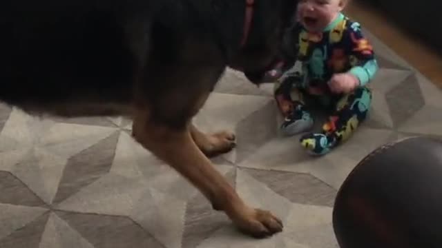 Watch how the dog plays with the child