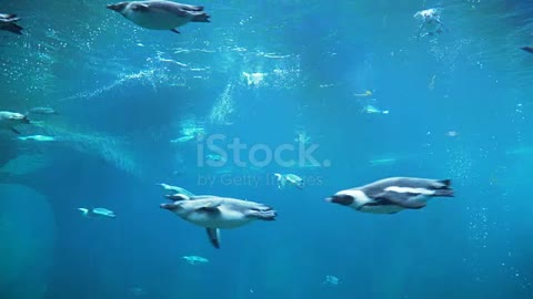herd of penguin swimming from right hand to left hand side