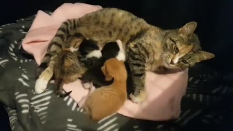 Mumma cat is very happy to be relaxing with a full tummy.