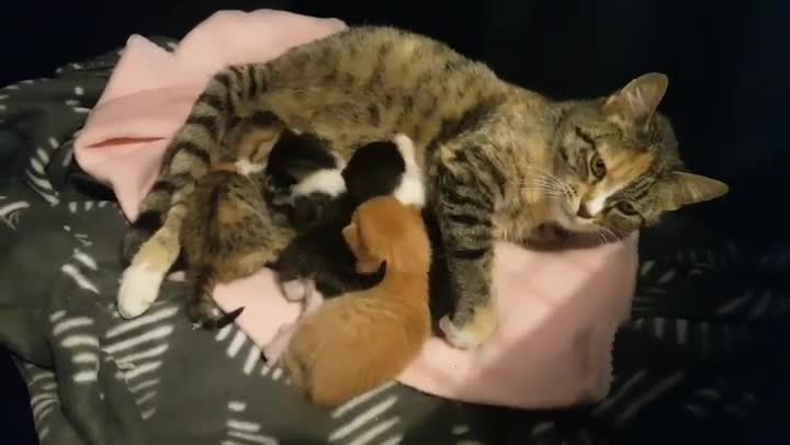 Mumma cat is very happy to be relaxing with a full tummy.