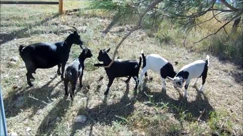 We Be Smart Goats