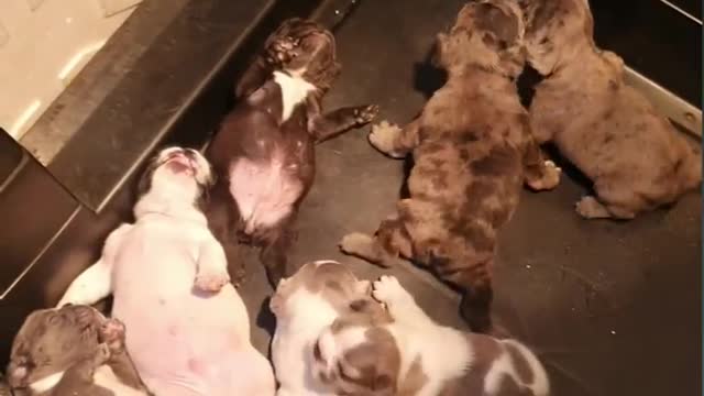 French bulldog puppies New born