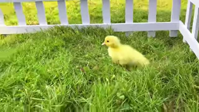 Monkey Baby Bon Bon takes the duckling to the farm and have fun with toy cars Hot Wheels