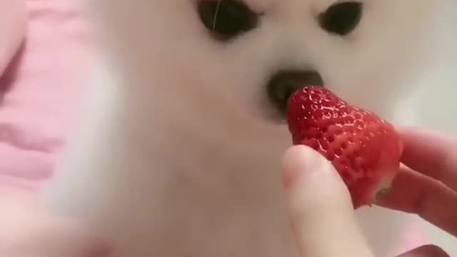 My pet eats strawberries