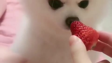 My pet eats strawberries