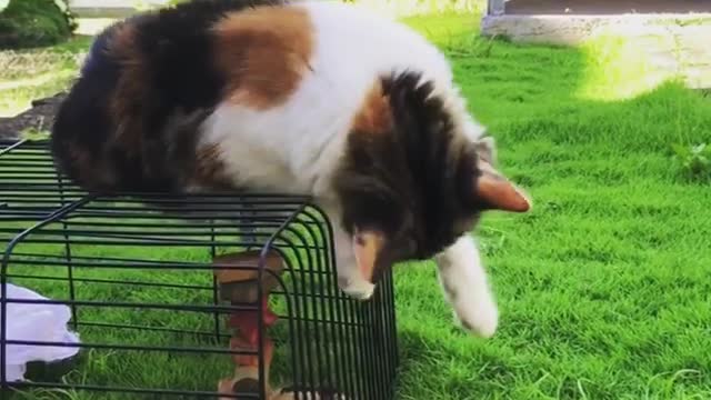 Cat want this chick out from the cage