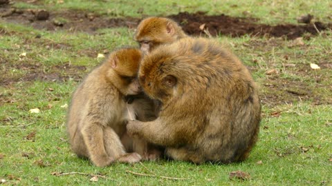 the family of monkeys