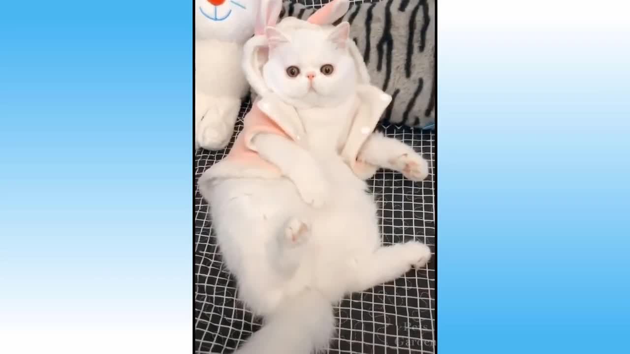 Compilação de Animais Bonitos e Animais Engraçados #84💗