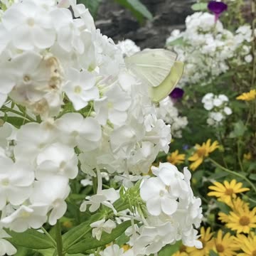 CAMOUFLAGED BUTTERFLY LOVE!