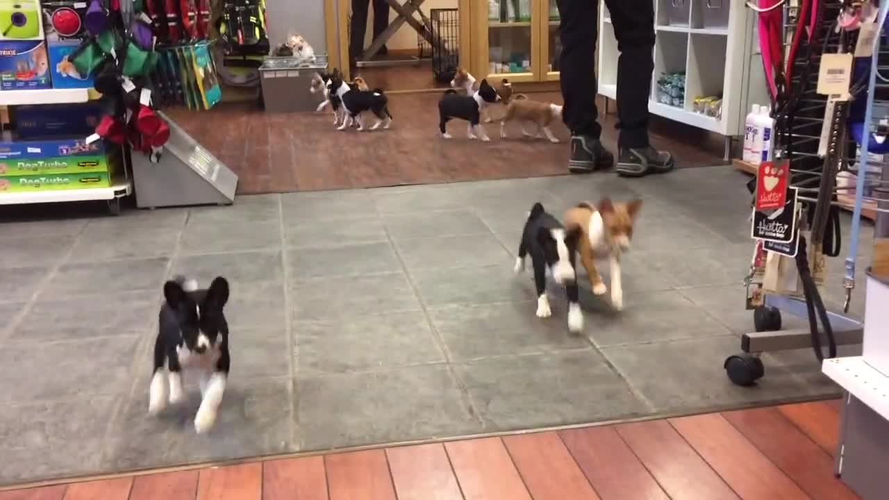 ¡La vida con 14 cachorros de Basenji nunca es aburrida!