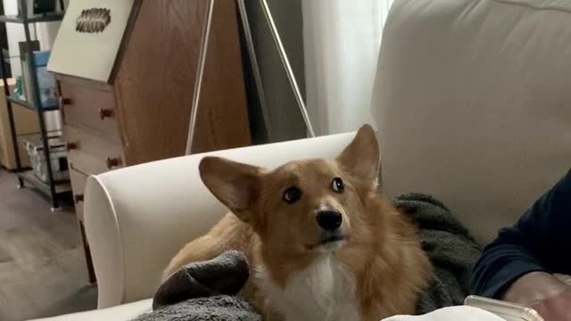 Corgi Demands Scratches