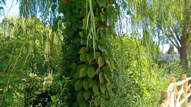 The tree was covered with leaves