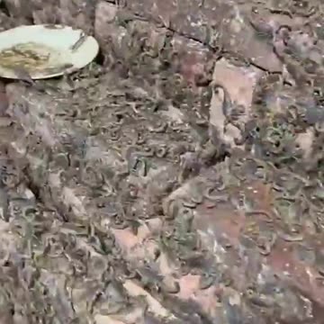 The Most Dangerous Job