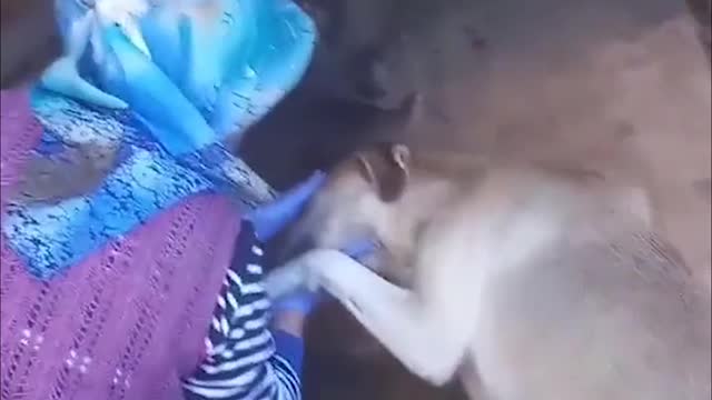 Mama dog showing gratitude to the kind woman feeding her family | Cool Dogs | Cool Pets