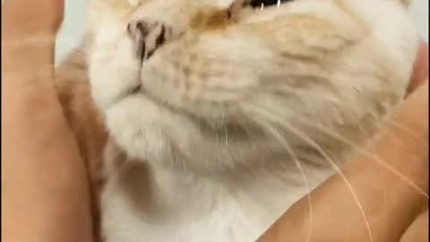 Funny cat when waking up