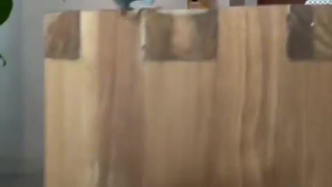 Bird in skateboard mode
