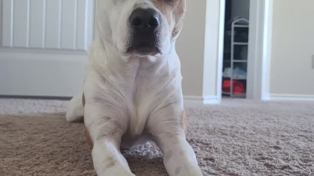 Puppy pricks ears and blinks