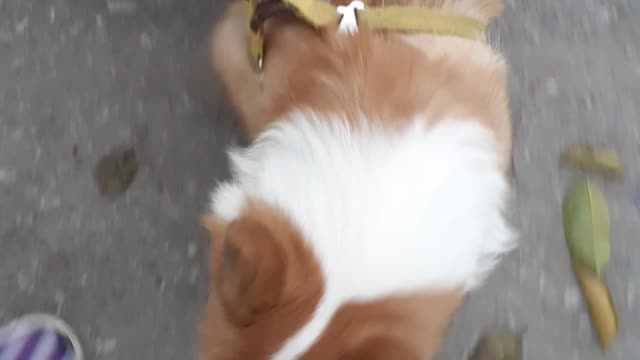 Playing with corgi dog