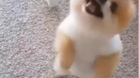 angry funny dog