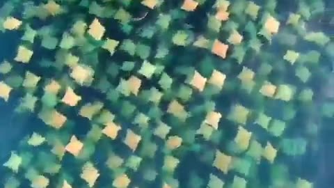 Amazing drone footage of a massive school of rays off Bondi Beach in Sydney,