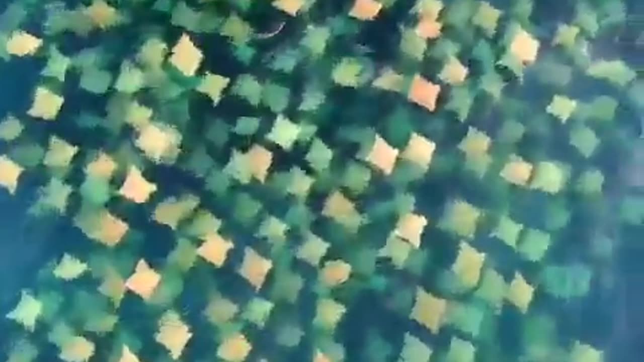 Amazing drone footage of a massive school of rays off Bondi Beach in Sydney,