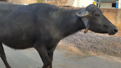 Buffalo animals