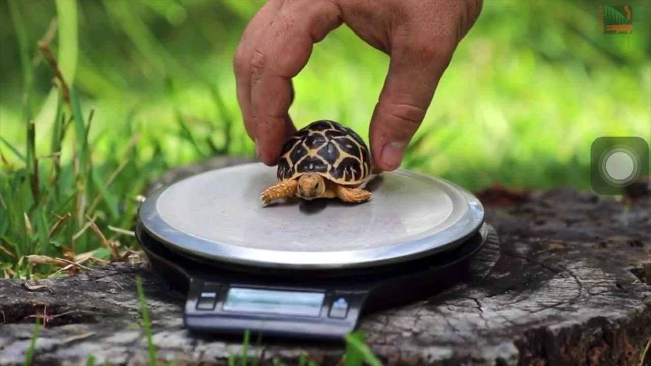 Tortoise Eating;