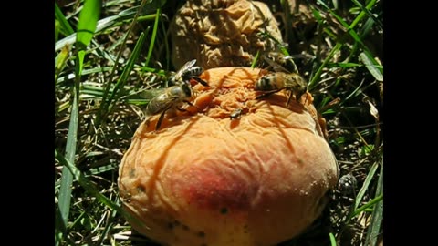 Feasting On A Peach