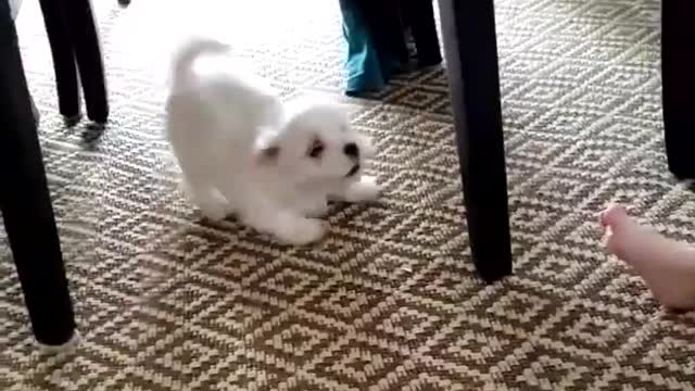 Babies and Puppies are best friends | Must Watch for ANIMAL LOVERS
