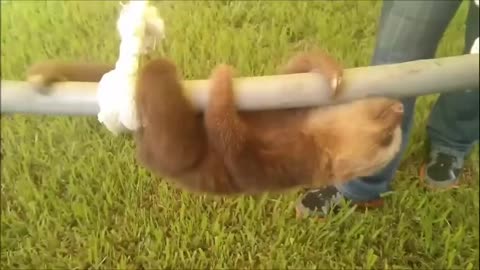 Baby Sloths funniest Compilation