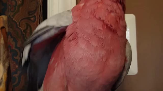 When You Have a Really Bad Itch, but the Rhythm has taken Over