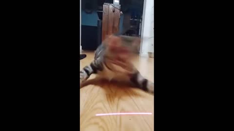 Cute & funny pets #2