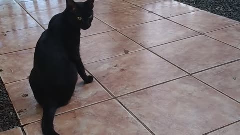 Meu 🐈 Gato bonito 💜
