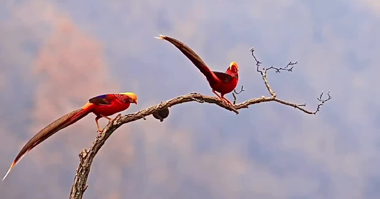 The bird
