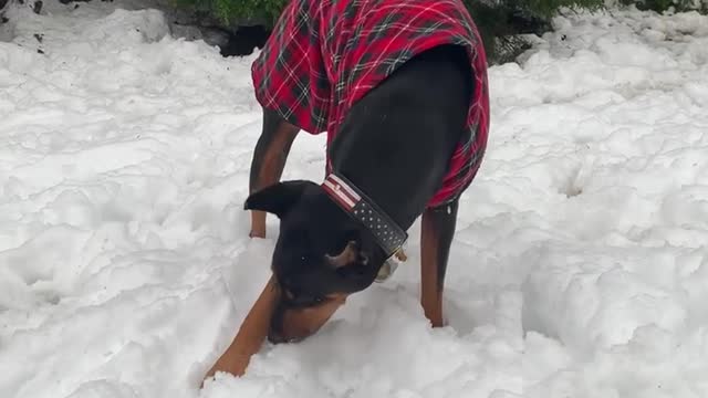Hanz doesn't like how snow is cold in his mouth