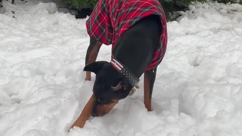 Hanz doesn't like how snow is cold in his mouth