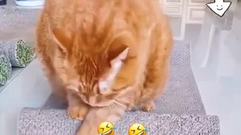 Funny Cats | Funny Dogs - BEST ANIMALS VIDEO #short