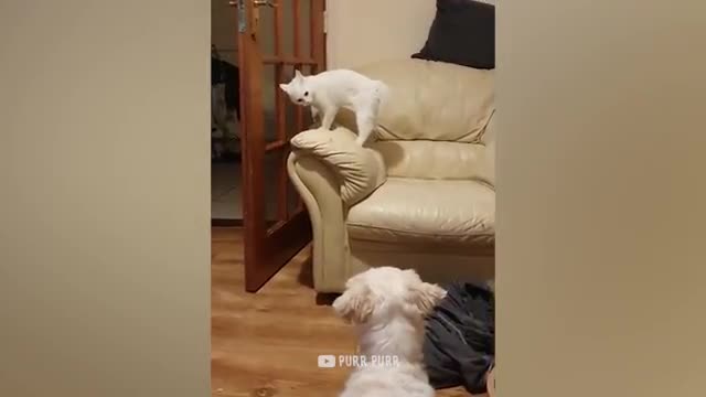 Cucumbers Are Cat's Enemy - Funny Pet Reaction | Purr Purr CAT