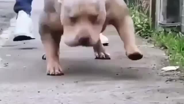 Pitbull strength