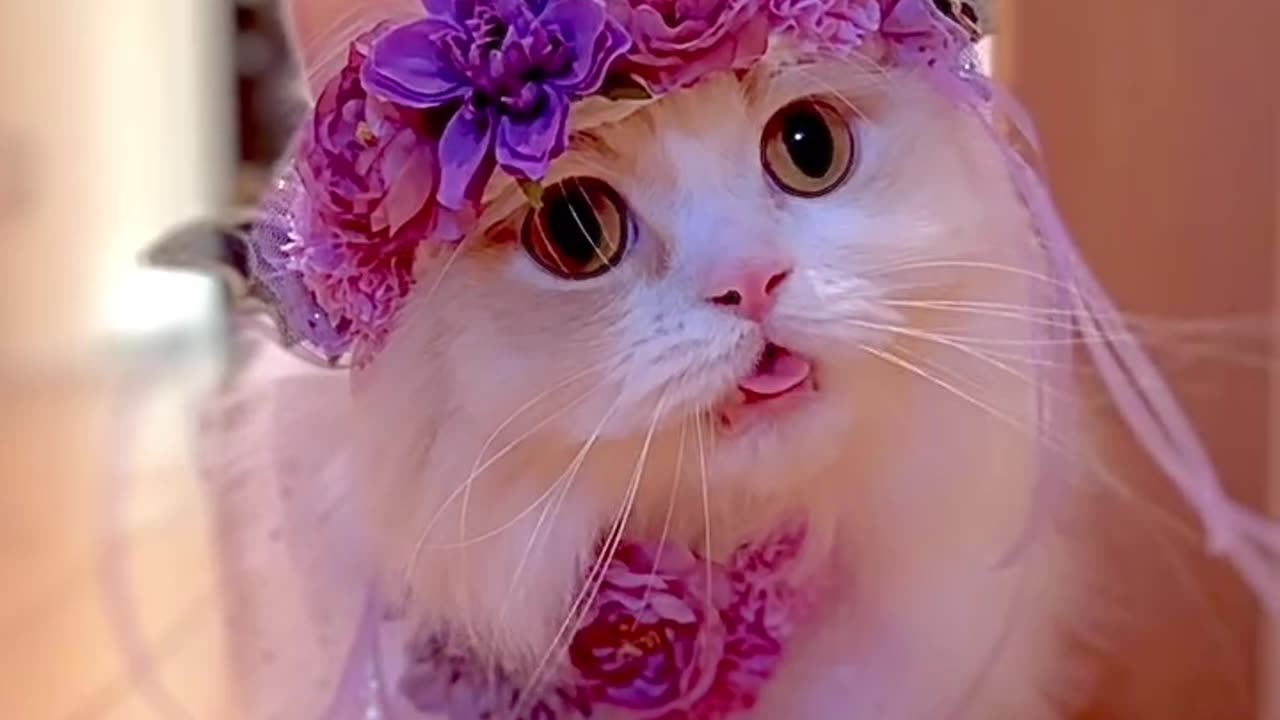 #cat