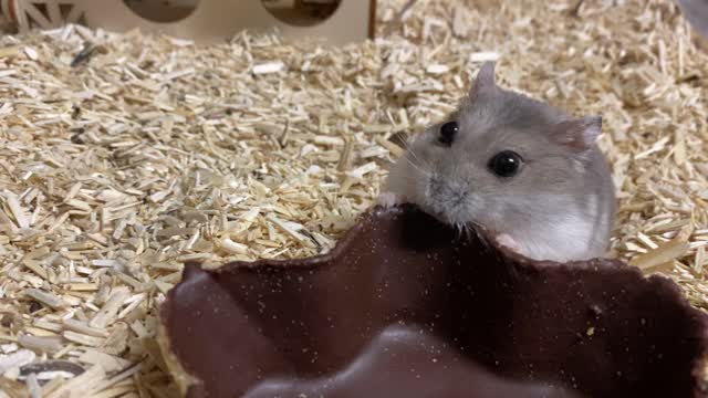 My 2 little Rescued hamster 🐹 Living happily together