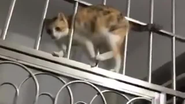 жидкая кошка