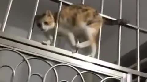 жидкая кошка