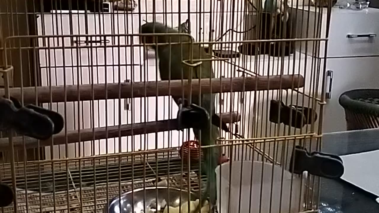 Cute parrot eating apples