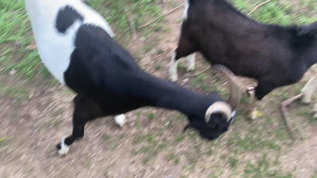 Goat Dottie and the Boys 10.2021